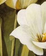 栀花落峰情殇烙