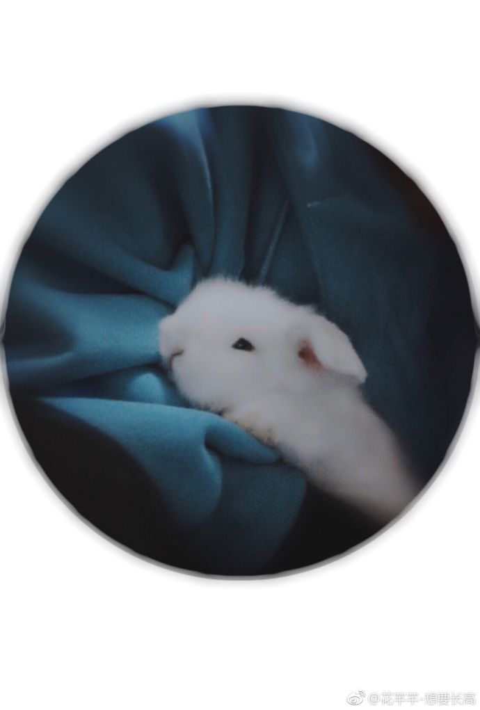 绿谷梨花是兔耳娘[综]